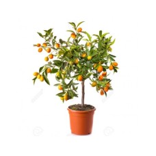 Delightful Kumquat Tree (100 Cm)