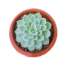 Potted Succulent 5