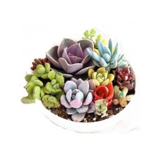 Succulent Garden 1