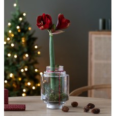 Red amaryllis in a glass vase