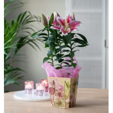 Pink lily in gift bag