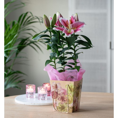 Pink lily in gift bag