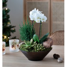 Orchid group white in glass dish hypoallergenic