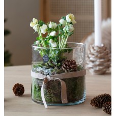 Helleborus in a glass vase