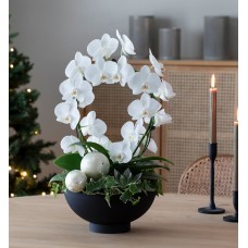 Phalaenopsis in a barrel with solid black