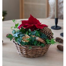 Group with poinsettia red in a basket with natural decorations