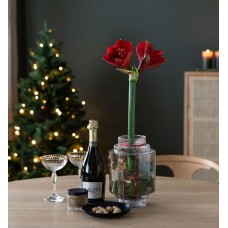 Red amaryllis in glass vase with drink and chocolate