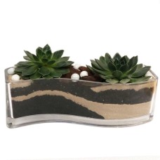 Echeveria Elegans Duo