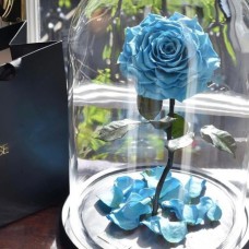 Eternal Preserved Light Blue Rose in Dome vase
