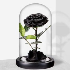 Eternal Preserved Black Rose in Dome vase