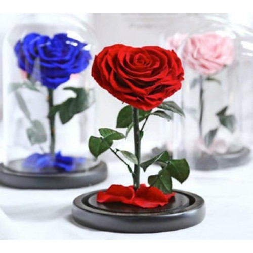 Eternal Preserved Red Heart Rose in Dome vase