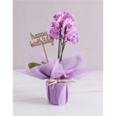 Phalaenopsis Orchid Plant