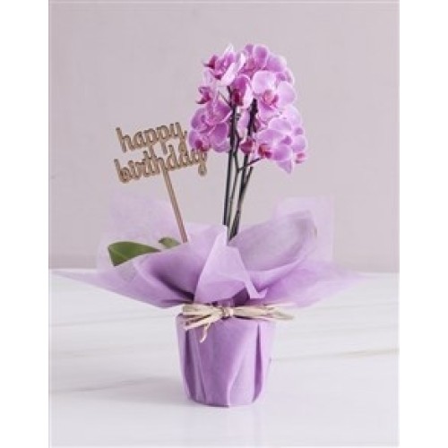 Phalaenopsis Orchid Plant