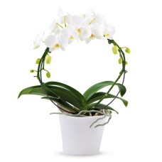 Round Shape Orchid Gift