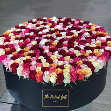 600 Luxury Roses Round Gift Box