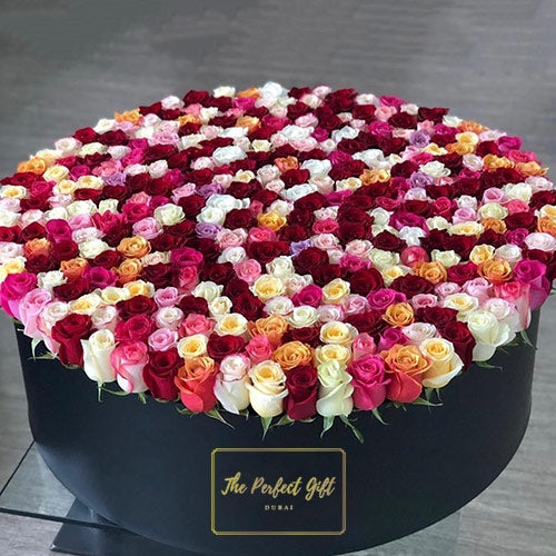 600 Luxury Roses Round Gift Box