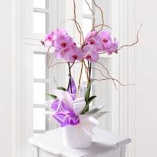 Phalaenopsis Orchid Gift