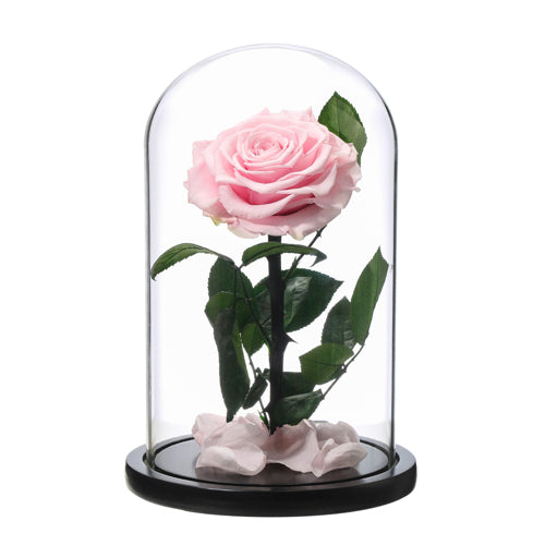 Eternal Preserved Pink Rose in Dome vase