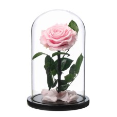 Eternal Preserved Pink Rose in Dome vase