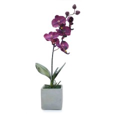Potted Violet Orchid