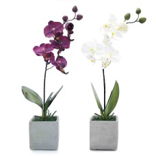 Orchids Package