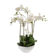 Orchids Garden (5)