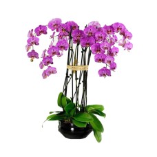 Orchids Oasis (6)