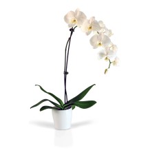 Potted White Orchid