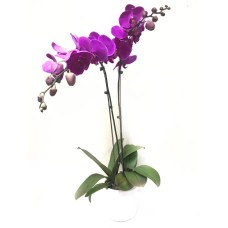 Double Phalaenopsis Potted Violet Orchid