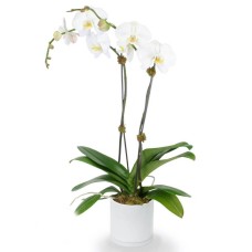 Double Phalaenopsis Potted White Orchid