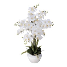 Orchid Diva (4)