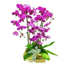 Triple Phalaenopsis Potted Violet Orchid