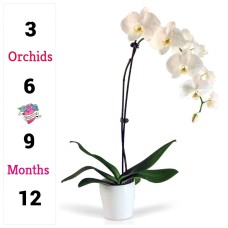 Orchids Monthly Subscription