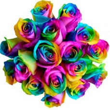 18 Rainbow Ecuadorian Roses