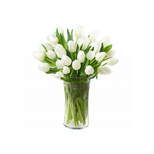 20 White Tulips