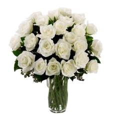 24 White Ecuadorian Roses