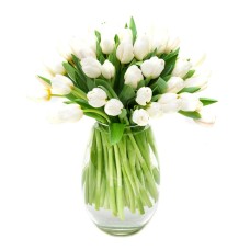 30 White Tulips
