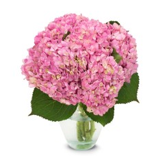 Pink Hydrangeas Bouquet