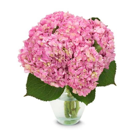 Pink Hydrangeas Bouquet