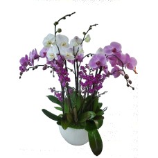Orchid Goddess (6)
