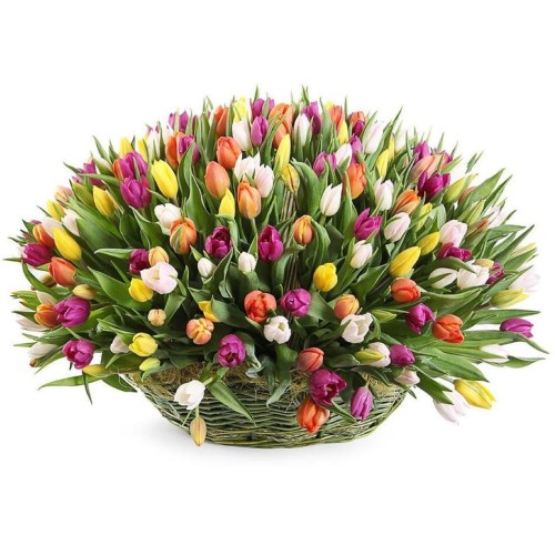 Rainbow of Tulips Basket (30-100)