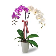 Deluxe Violet & White Phalaenopsis Orchids Arrangement