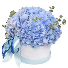 Boxed Blue Hydrangeas