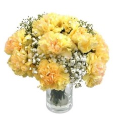 Carnations Sunrise
