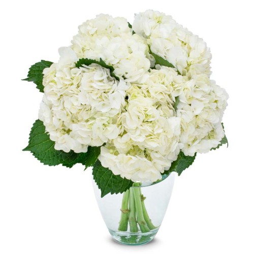 Customize White Hydrangeas Bouquet