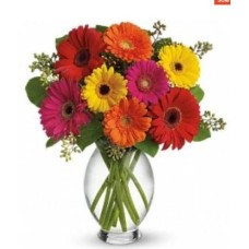 10 Gerbera Daisies Rainbow