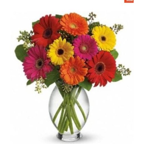 10 Gerbera Daisies Rainbow