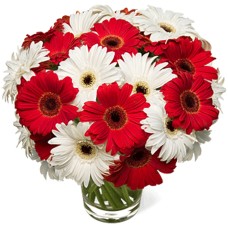 20 White & Red Gerbera Daisies