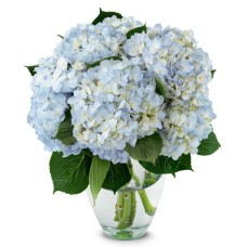 Baby Blue Hydrangeas Grand Bouquet