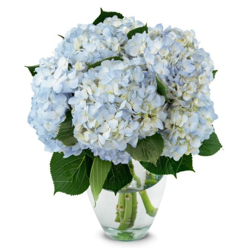 Baby Blue Hydrangeas Grand Bouquet